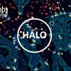 HALO logo