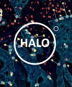 HALO logo